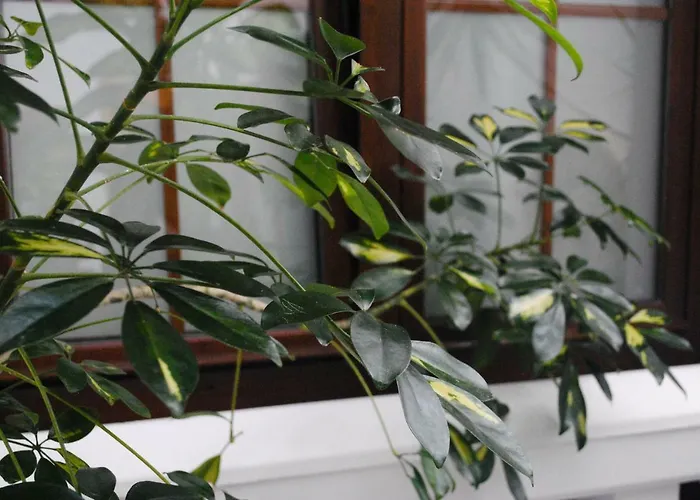 Hostal Costa De La Luz Conil De La Frontera